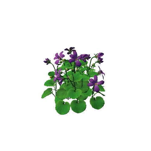 Flower_Viola biflora3